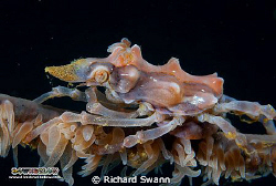 Whip Coral Crab, TAR Park Kota Kinabalu Sabah, Nikon D2x,... by Richard Swann 